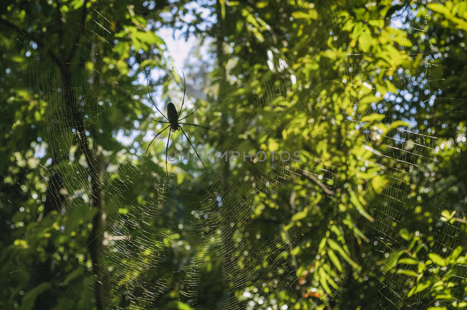 Spider with web by patricklienin
