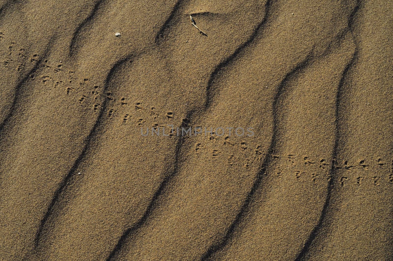 sand Sahara desert in Morocco near Mhamid