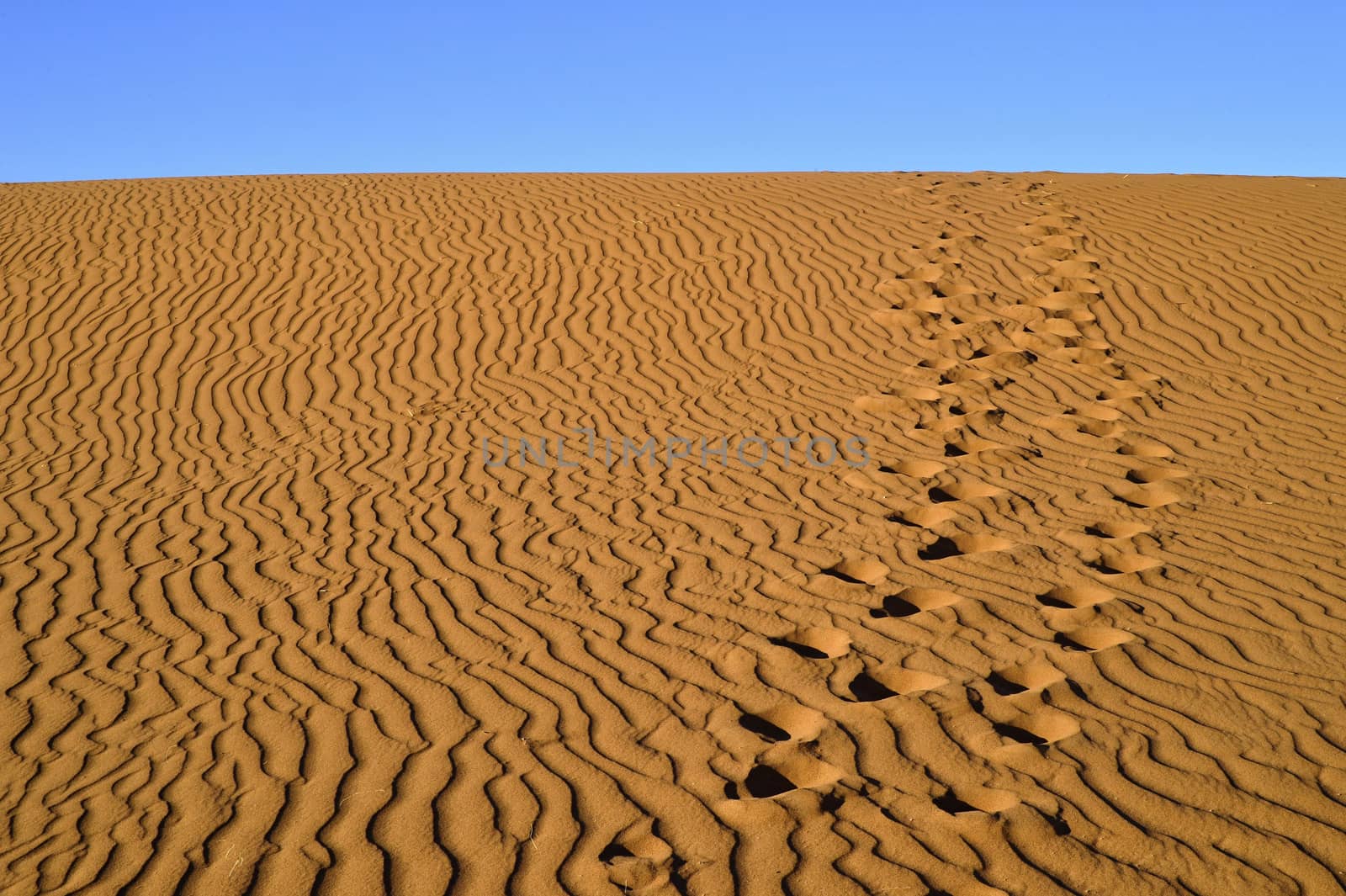 sand Sahara desert in Morocco near Mhamid