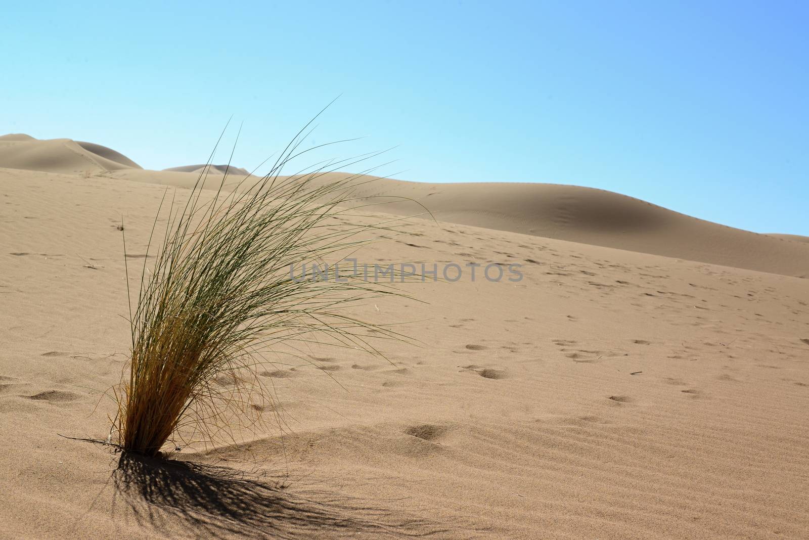 sand Sahara desert in Morocco near Mhamid