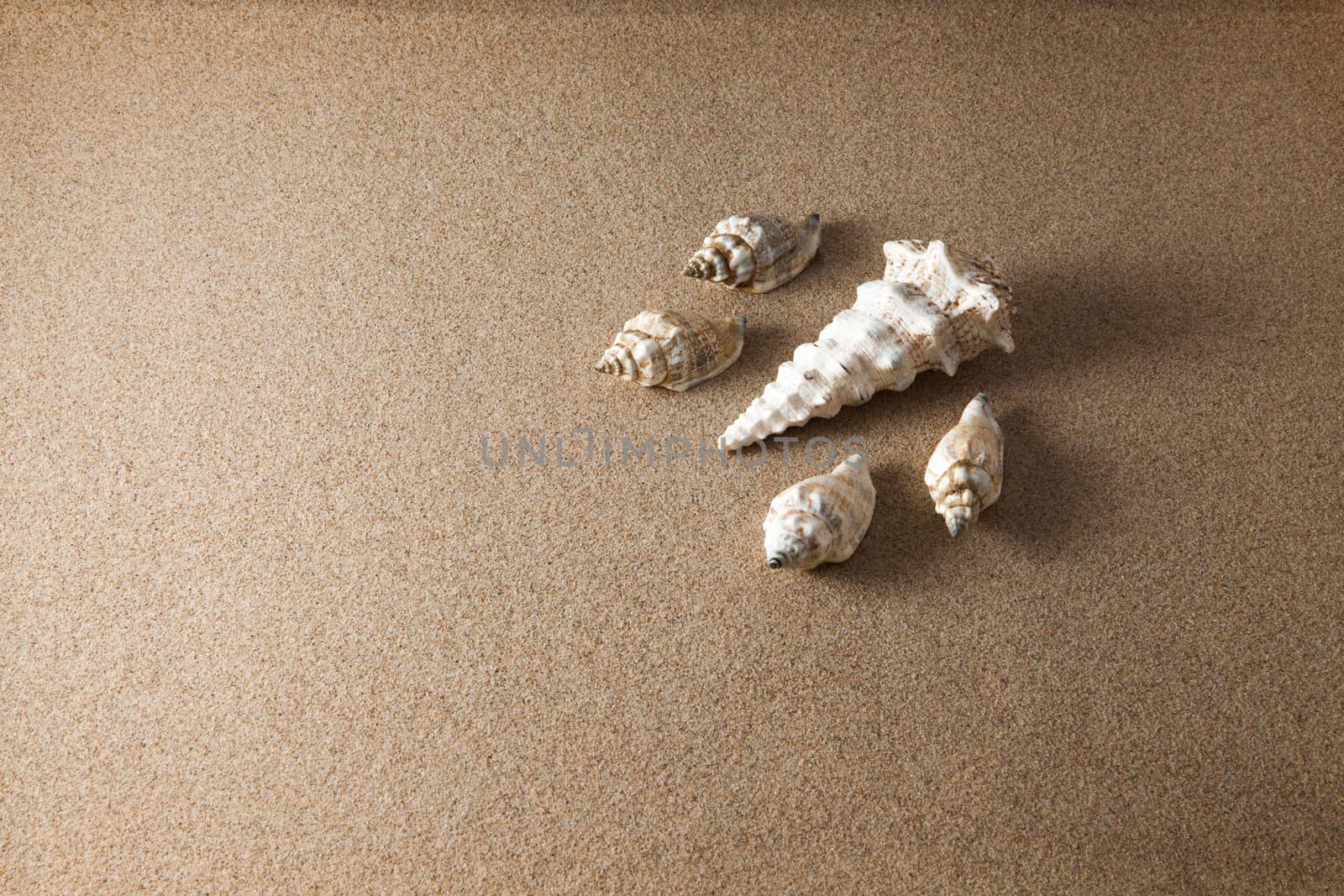 shells on sand by andongob