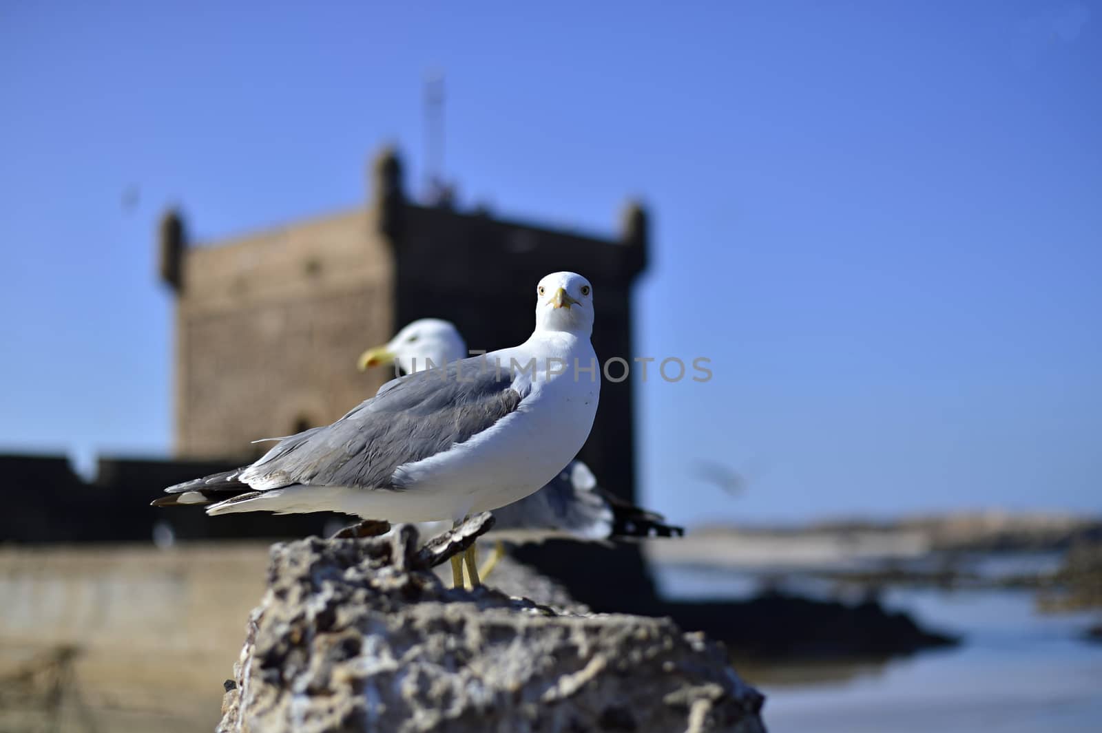 seagull in Morocco in nice city Essaouira