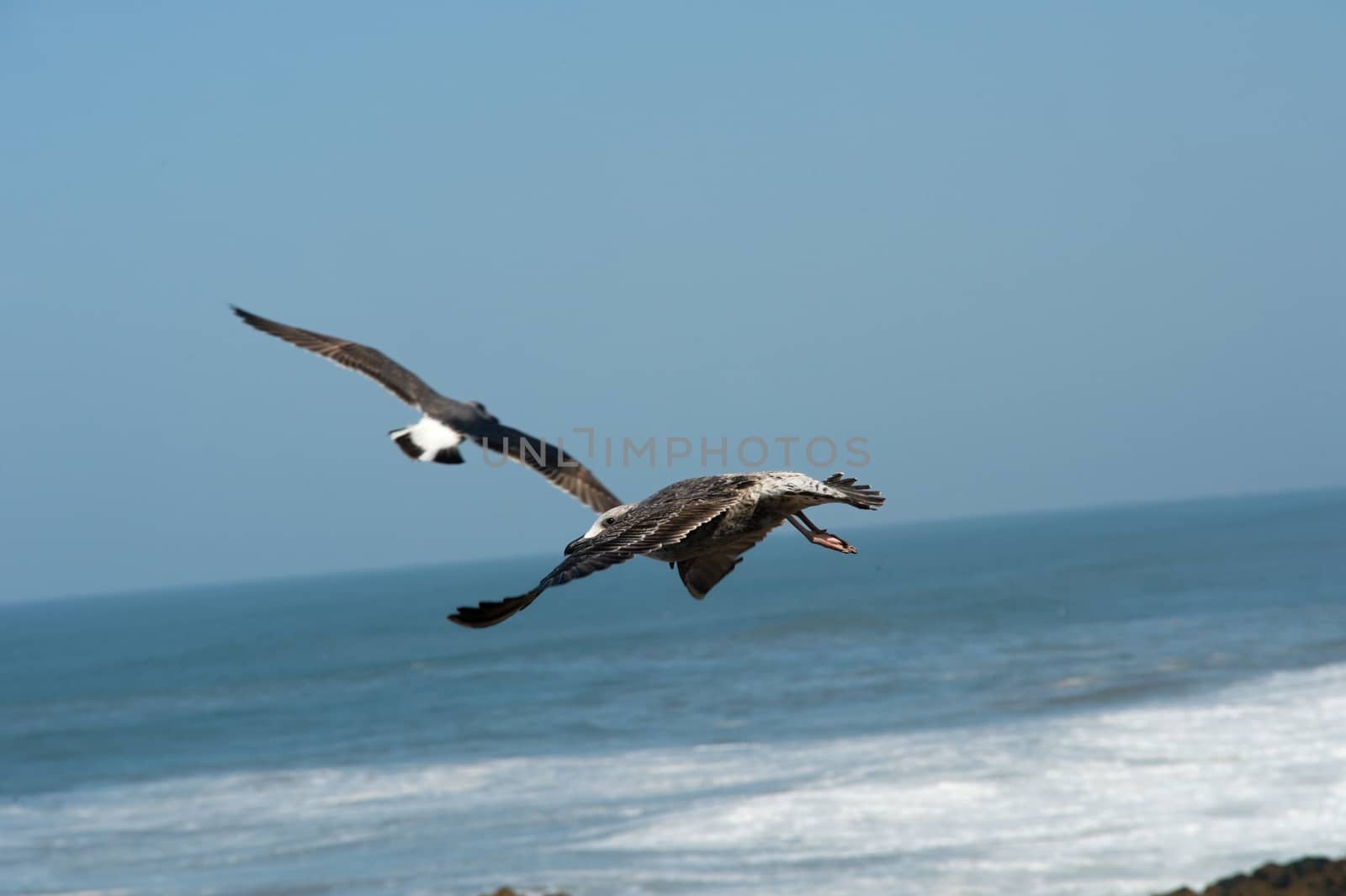 seagull in Morocco in nice city Essaouira