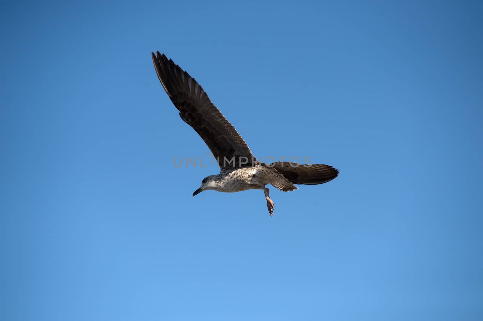 seagull in Morocco in nice city Essaouira