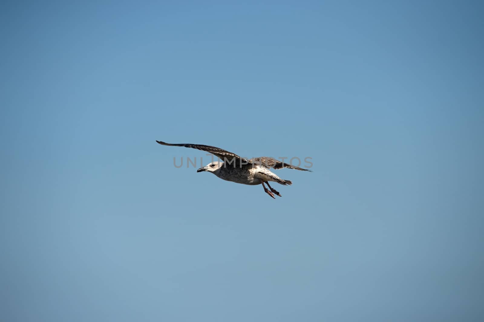seagull in Morocco in nice city Essaouira