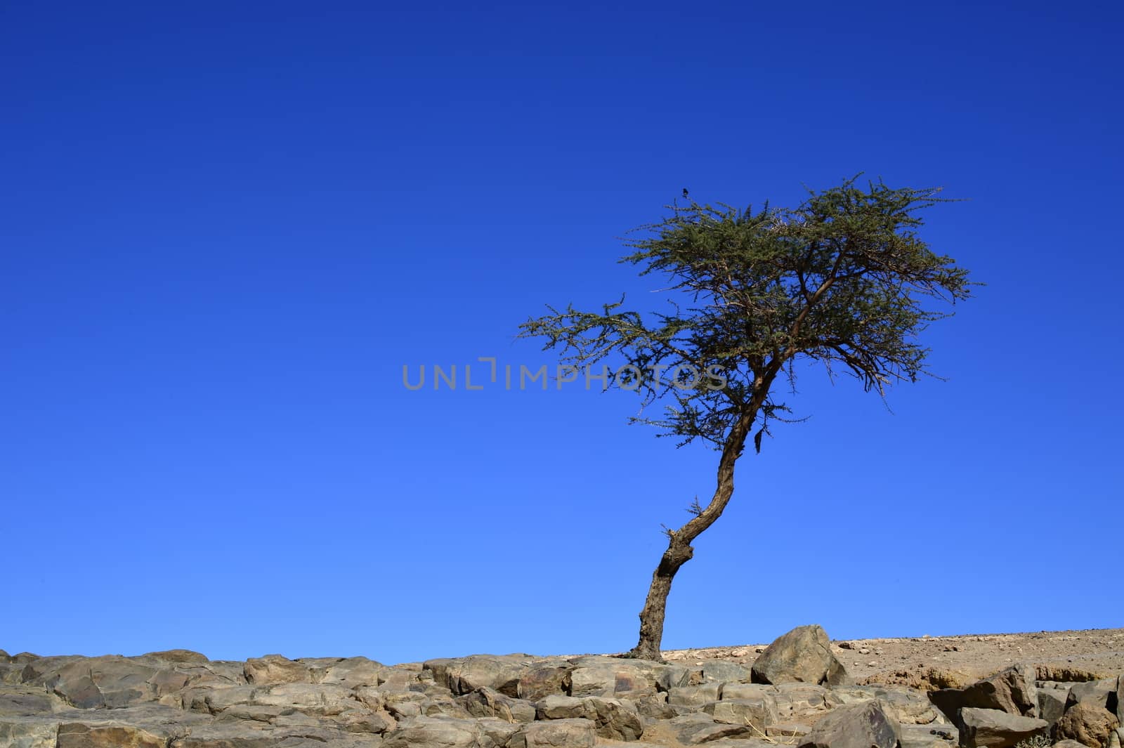 tree in Sahara desert in Morocco near Mhamid