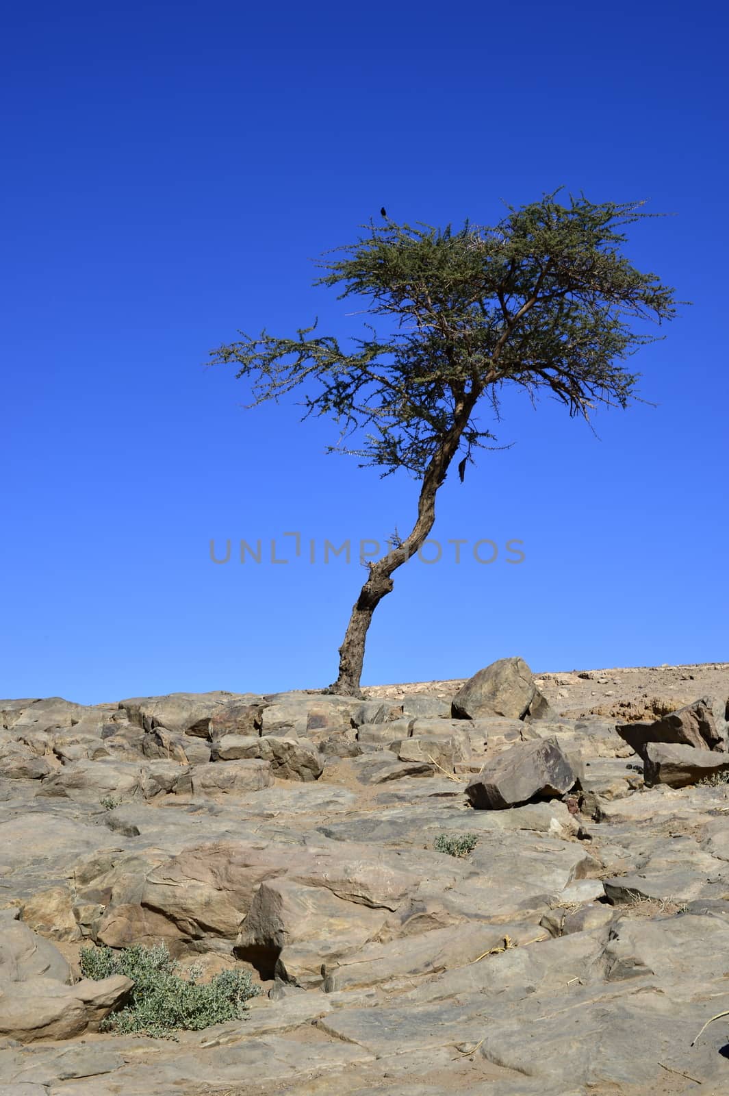 tree in Sahara desert in Morocco near Mhamid