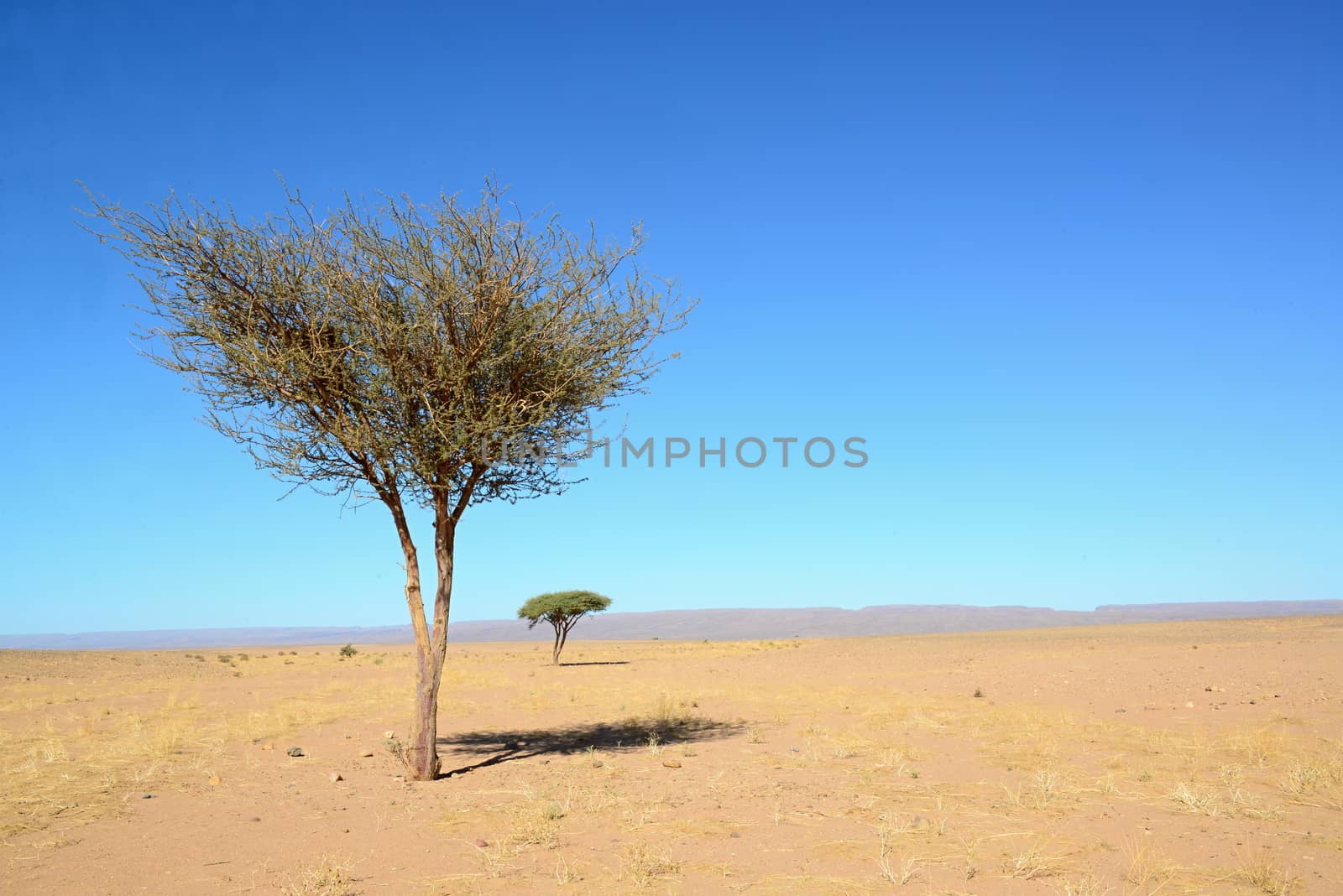 tree in Sahara desert in Morocco near Mhamid