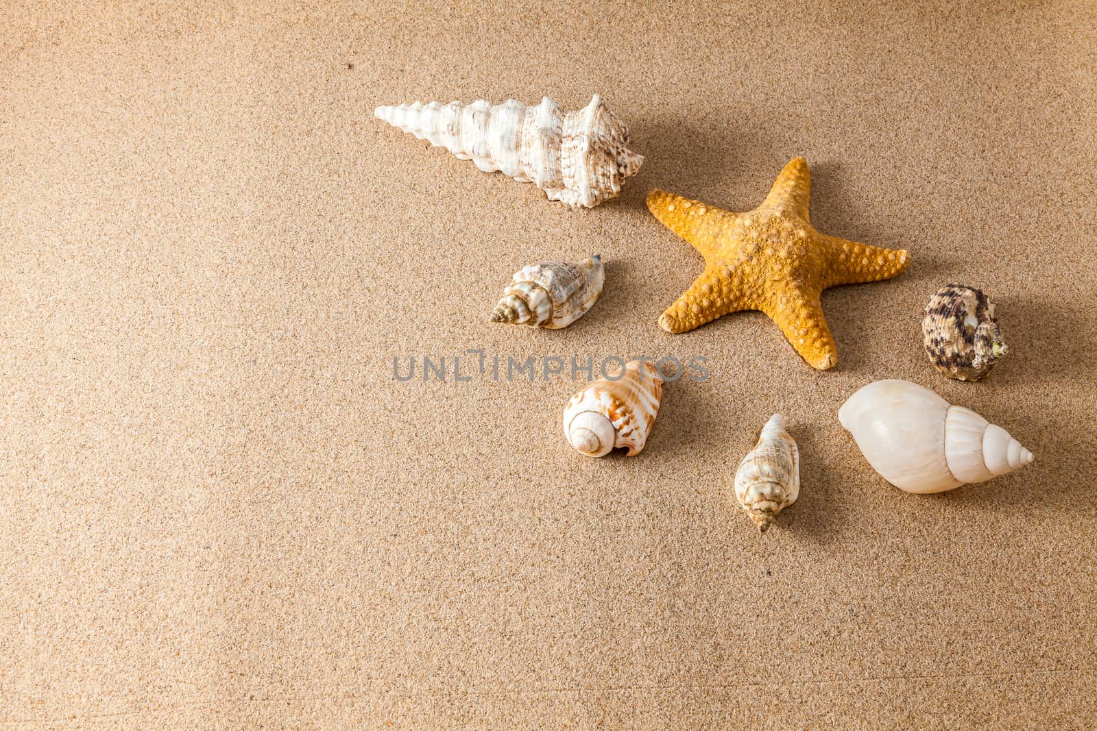 Shells on the sand with a low lighting with space for text