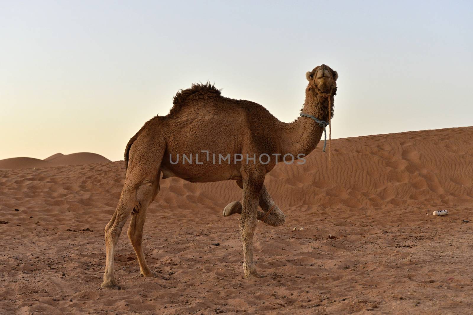 December 28, 2016; Mhamid in Morocco. Camels in desert near Erg Chigaga.