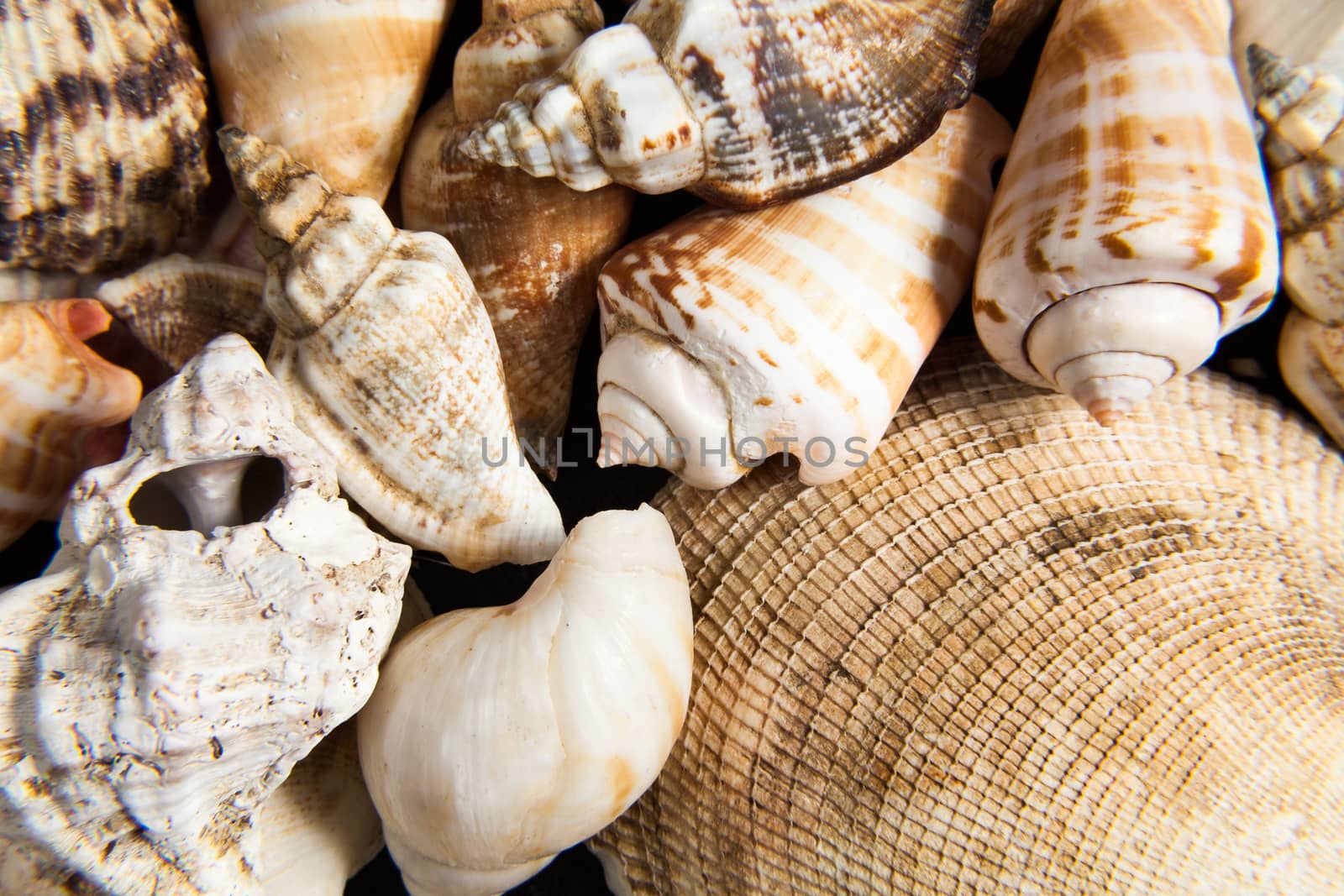 Set of shells piled in the foreground can symbolize different concepts like summer, hardness, sea , animals , permanence , strength or decoration