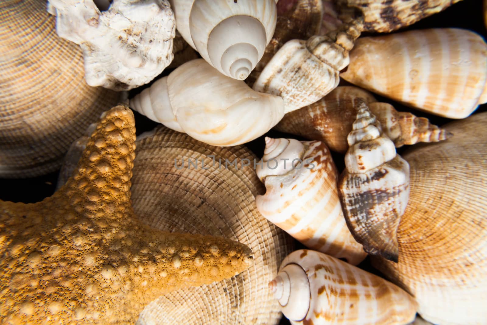 Set of shells piled in the foreground can symbolize different concepts like summer, hardness, sea , animals , permanence , strength or decoration