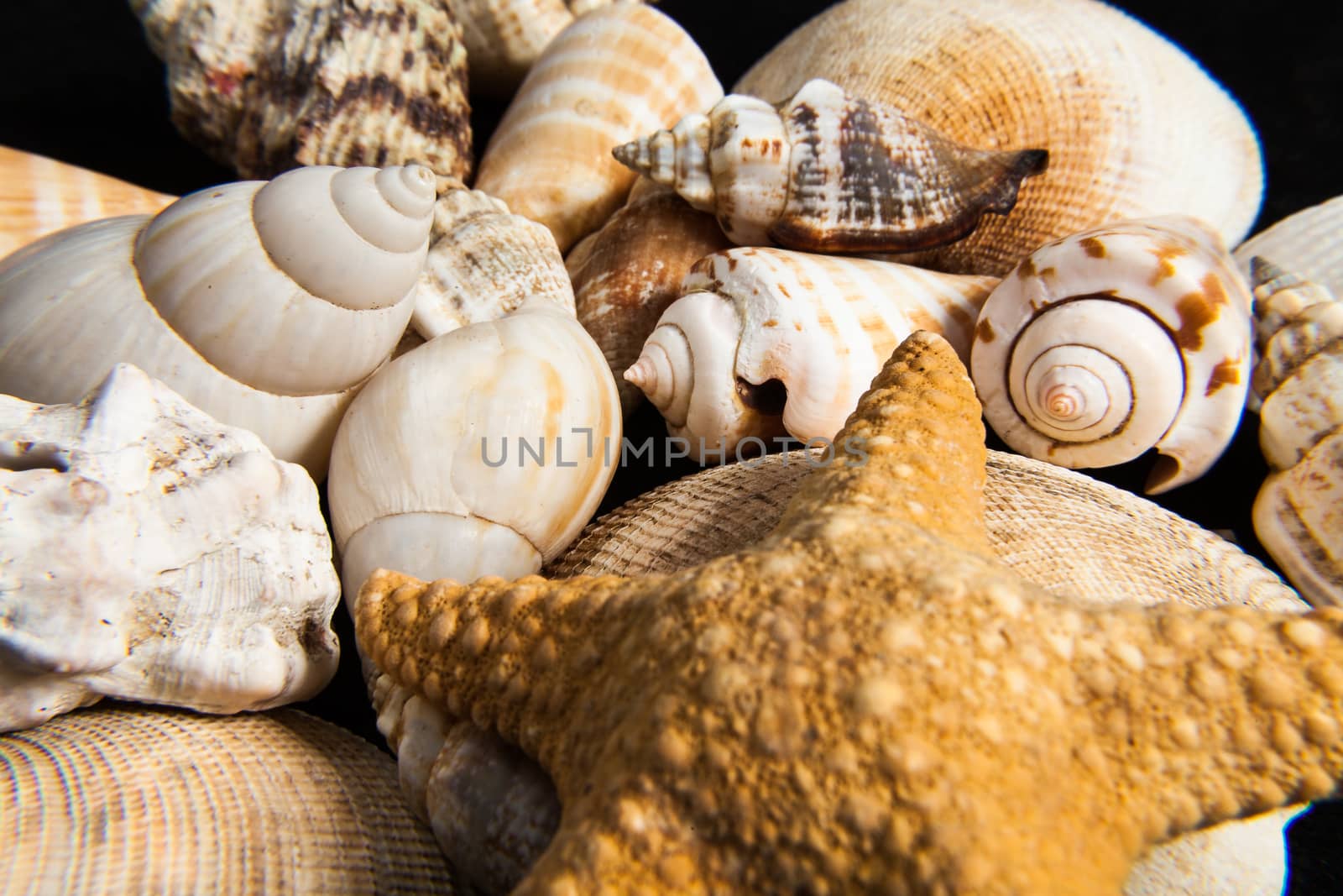 Set of shells piled in the foreground can symbolize different concepts like summer, hardness, sea , animals , permanence , strength or decoration