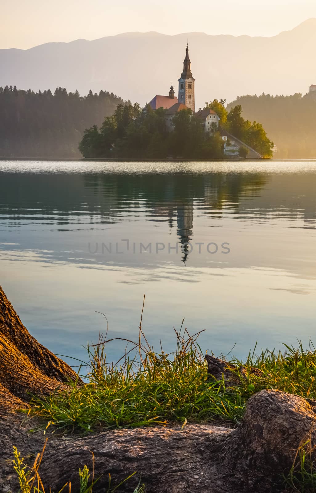 Little Island with Catholic Church in Bled Lake, Slovenia  at Sunrise with Tree Root in Foreground