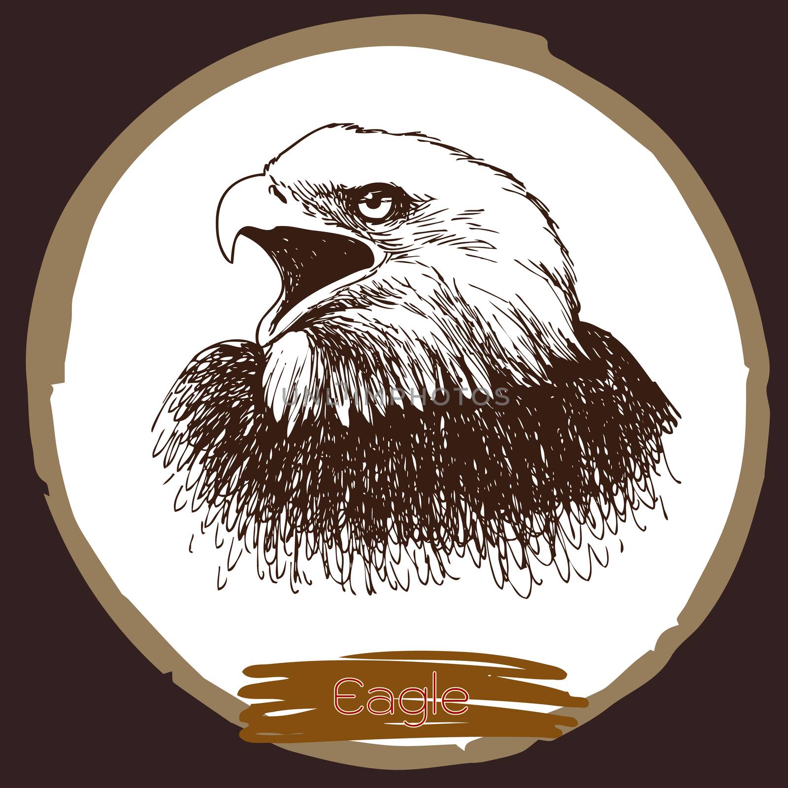illustration of eagle, hawk bird by simpleBE