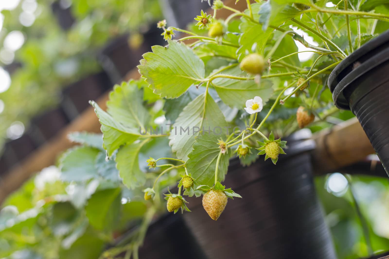 strawberries plants in pot