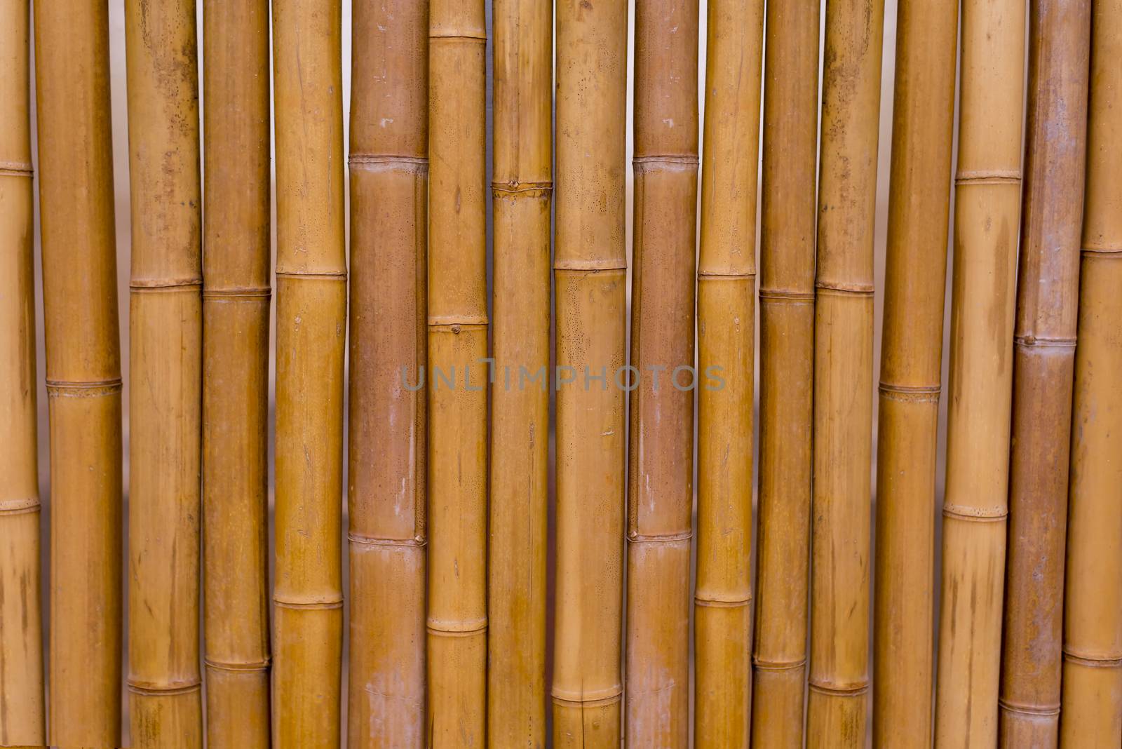 Yellow Bamboo background texture