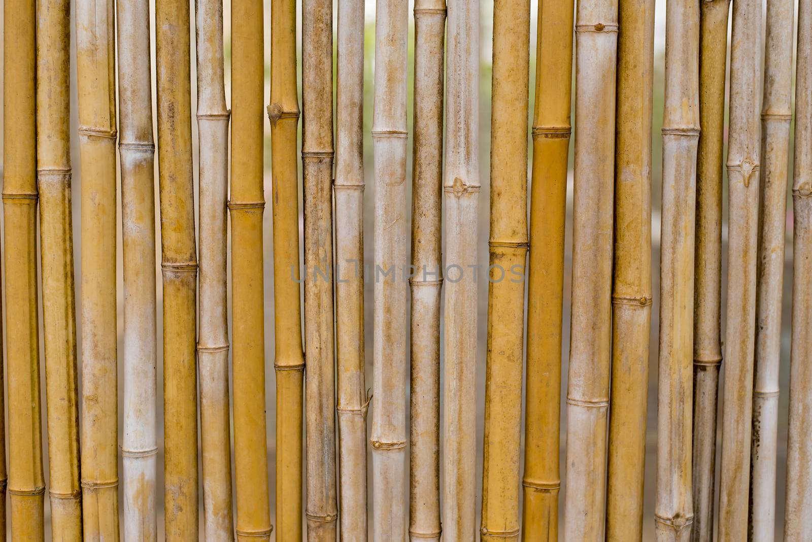 Yellow Bamboo background texture