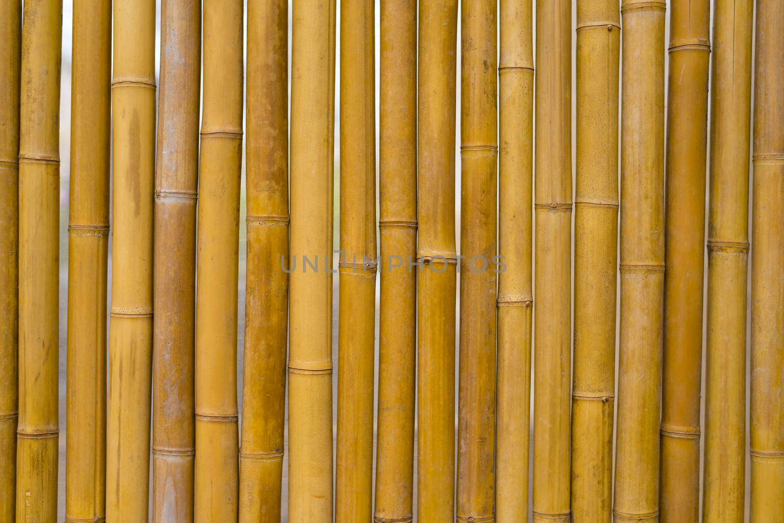 Yellow Bamboo background texture