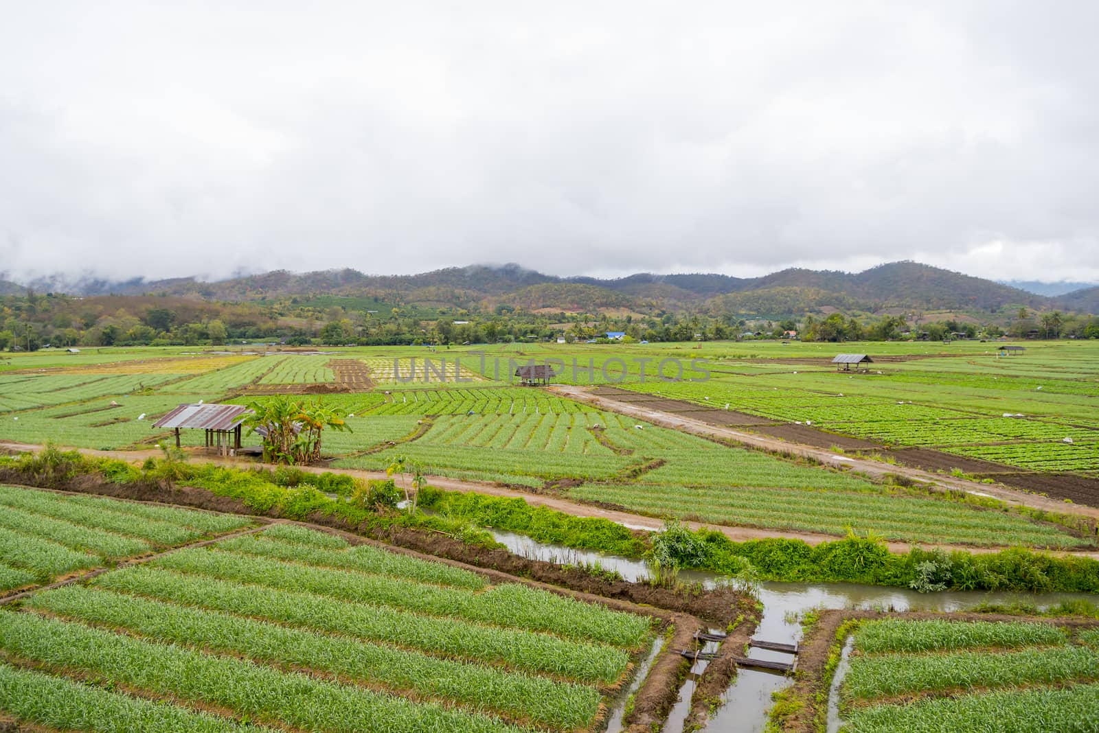 beautiful vegetable garden moutain background