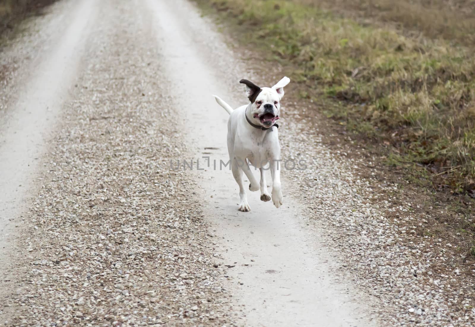 Boxer Dog Running on Gravel Road.