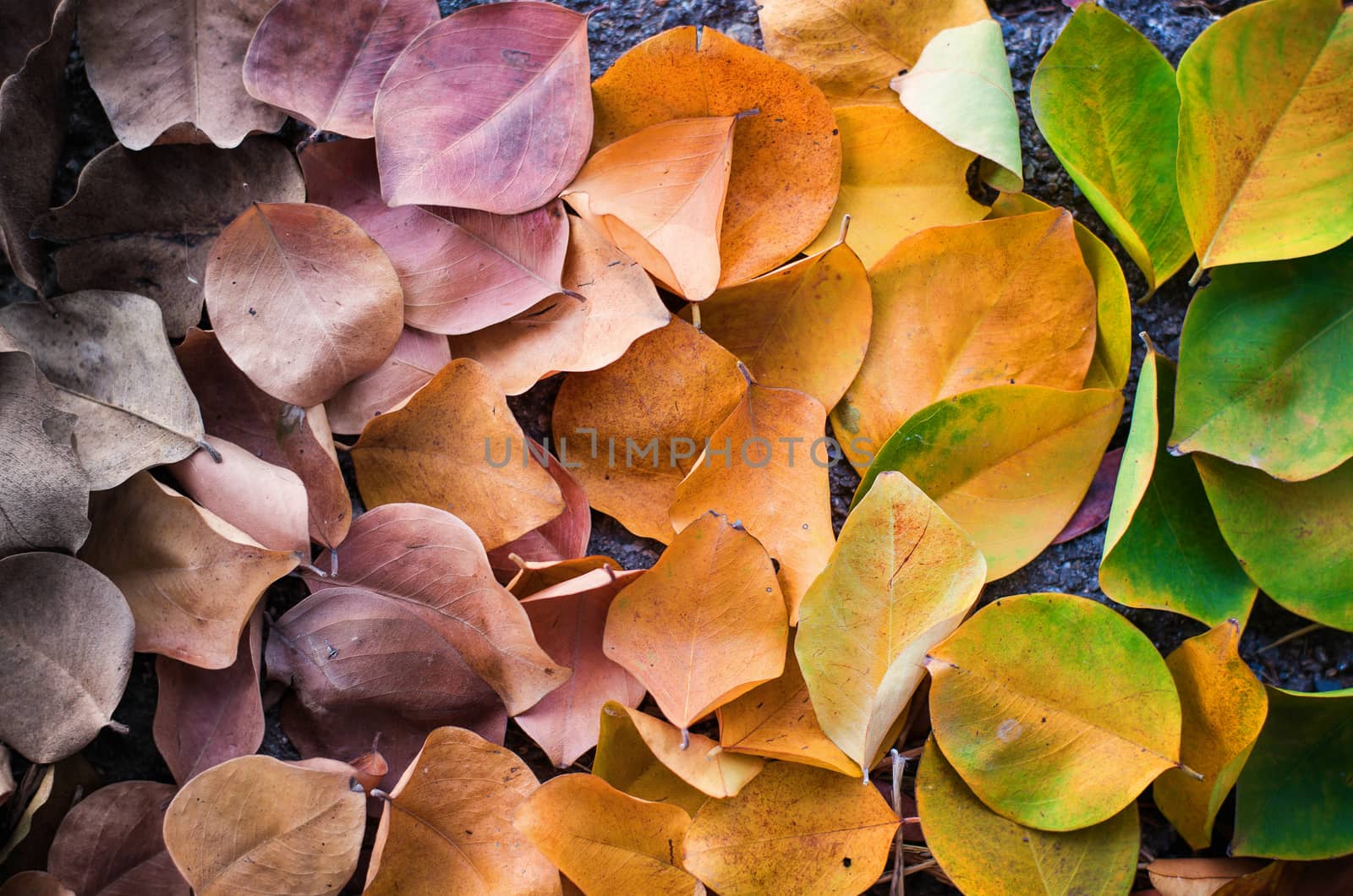Beautiful color nature leaf texture