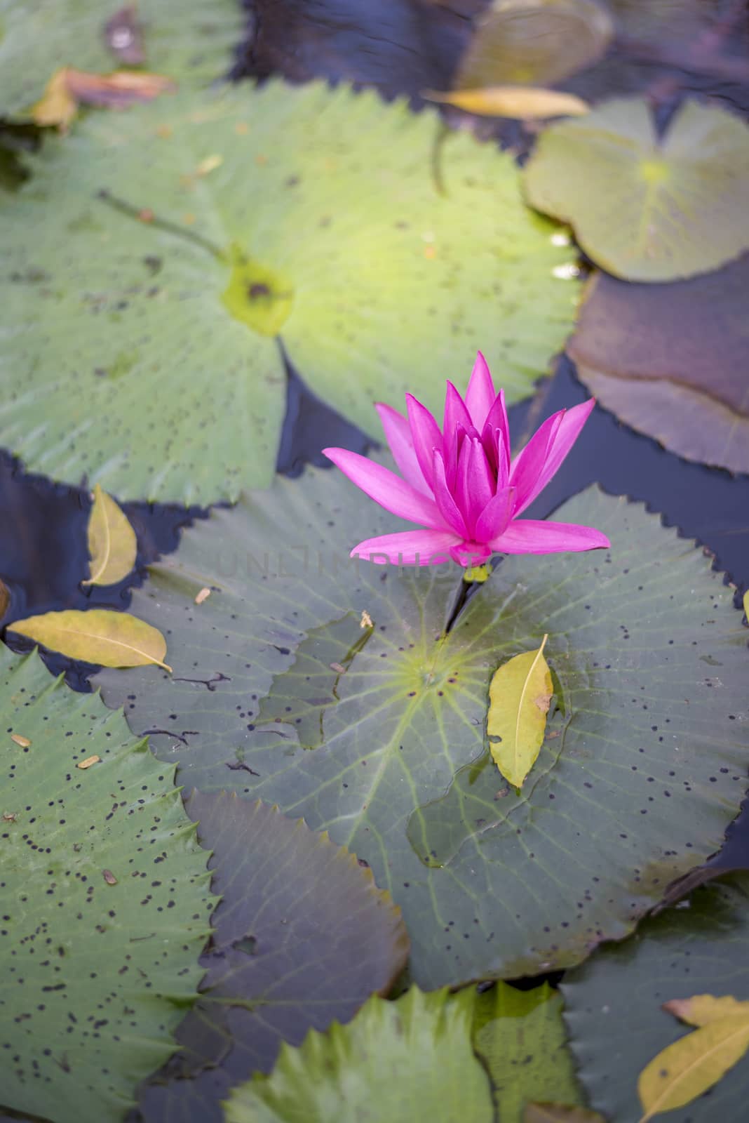 Beautiful Pink lotus flower