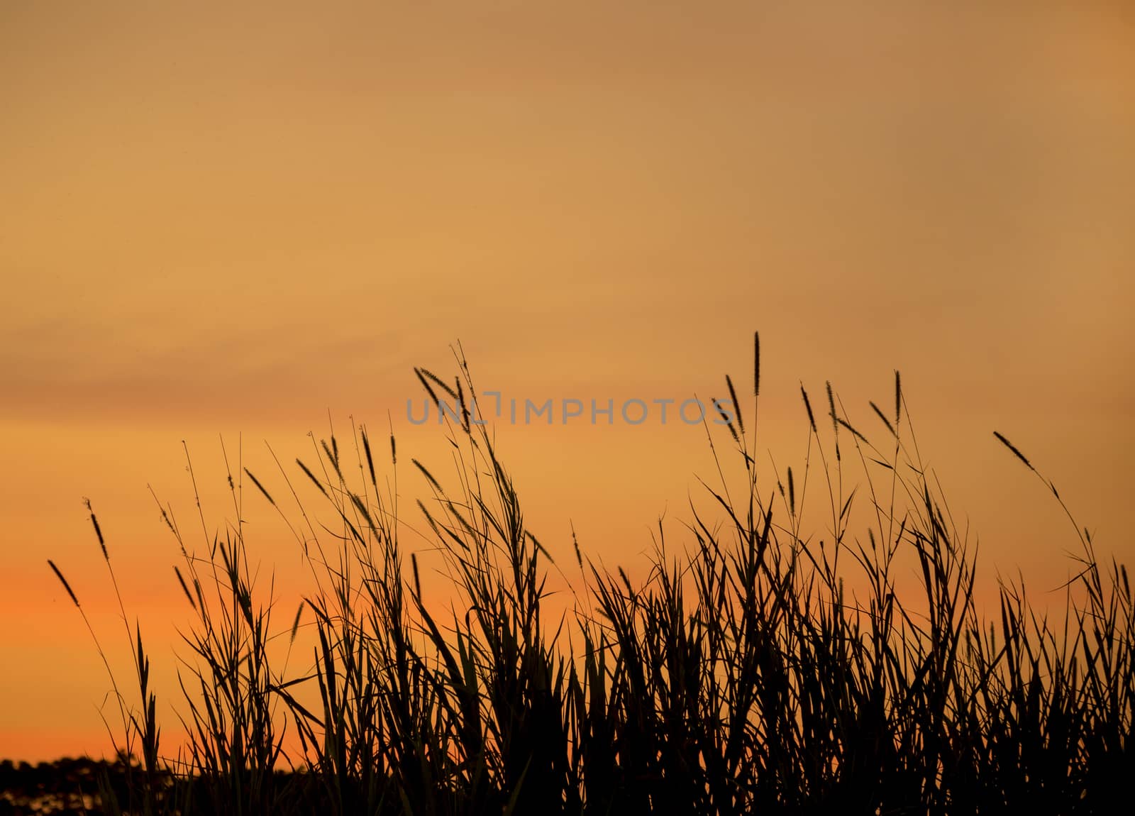 Grass flowers sunset