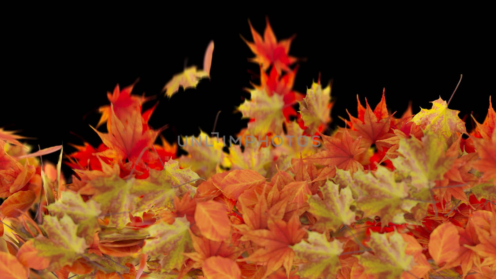 Isolated Autumn Leaves on black background