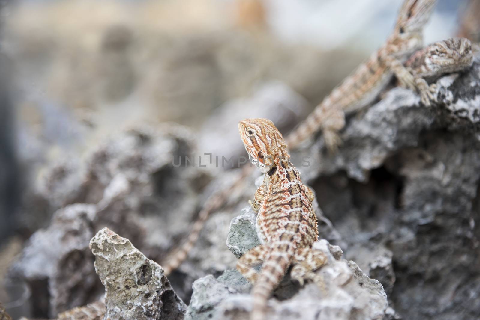 Bearded Dragon Agama Lizard on stone