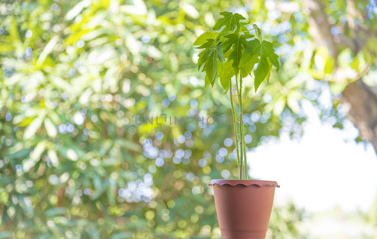 papaya plant in pot