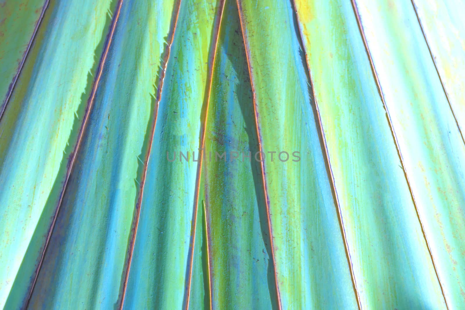 the spathe Green leaf Plant texture for background