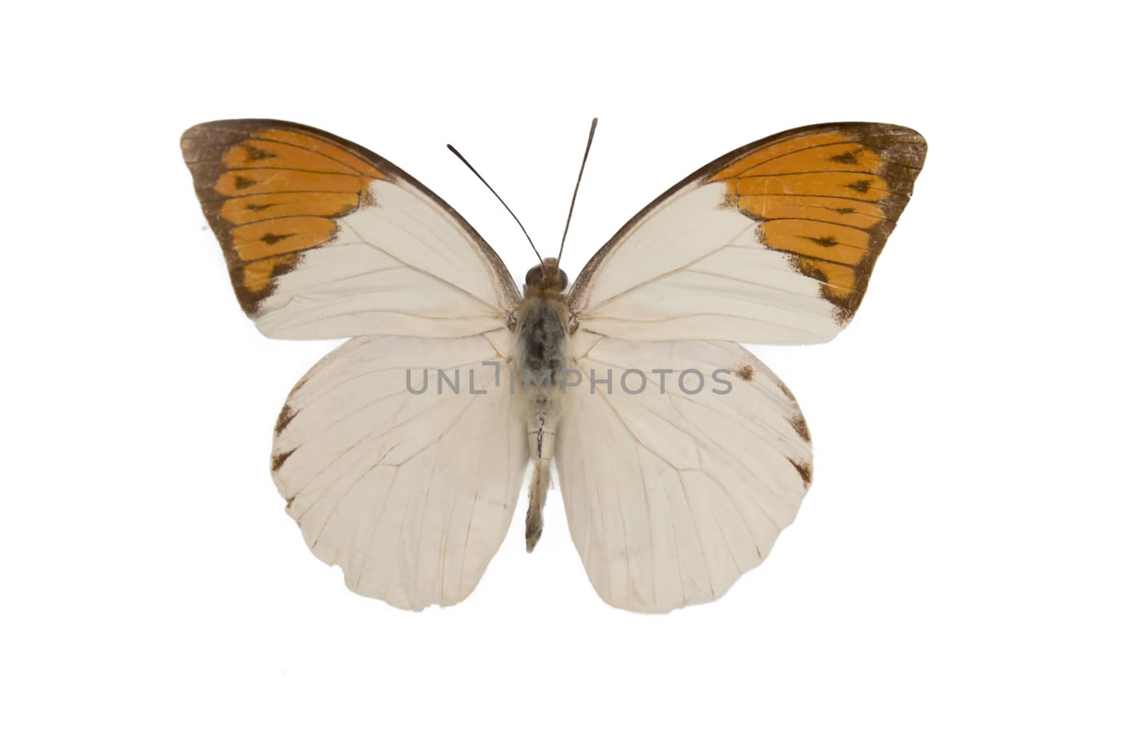 Close up view of the white and orange butterfly