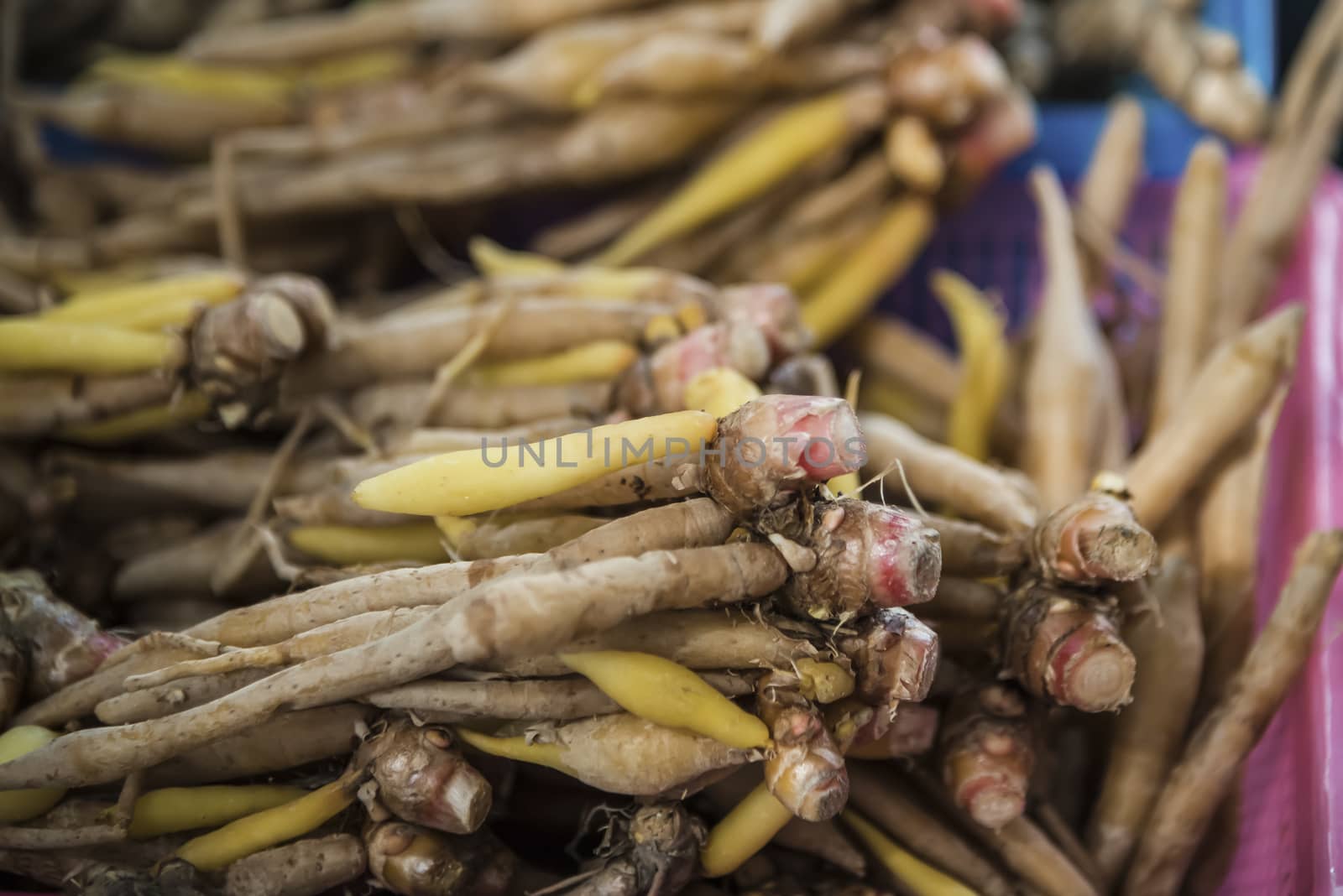 Boesenbergia, Fingerroot, Kaempfer in the  basket