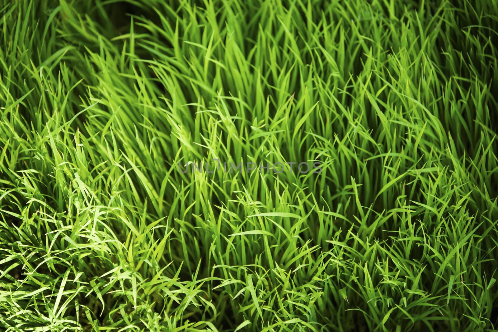 Beautiful Abstract Rice planting for background
