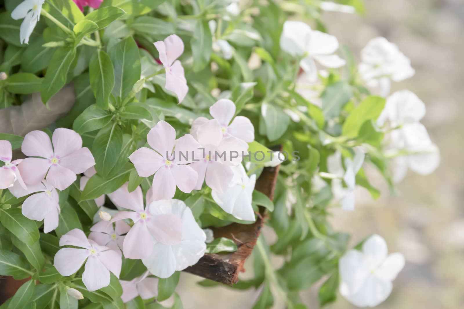 Beautiful pink and white flowers in garden