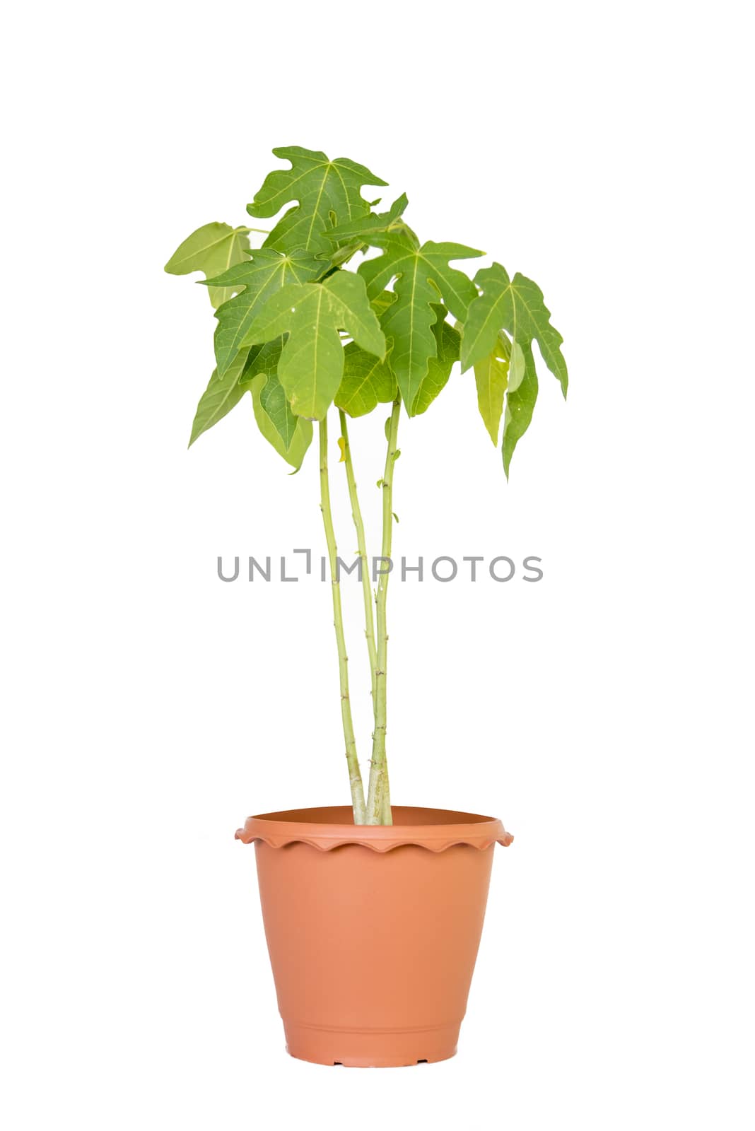 papaya in the plastic pot on white background