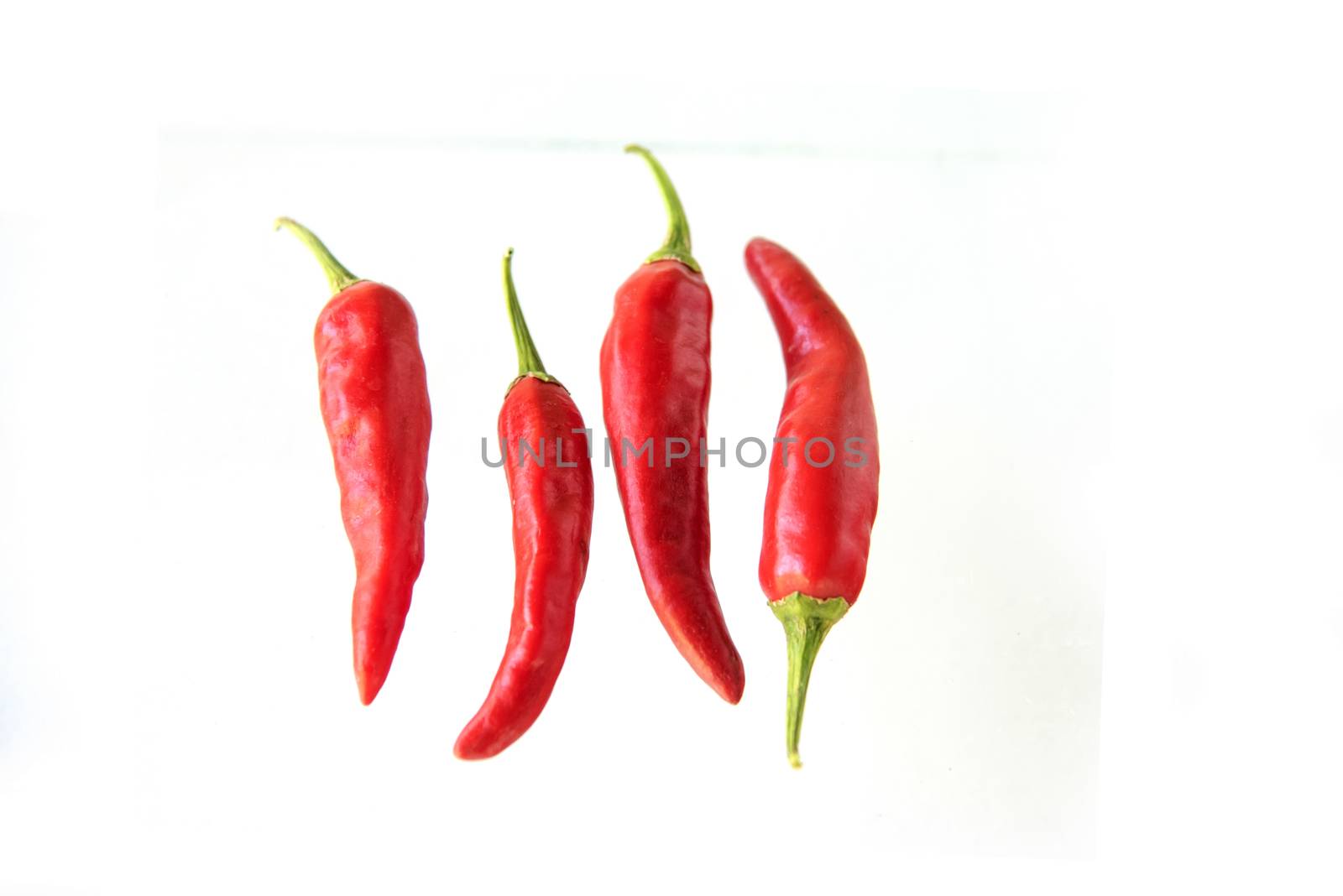 The red Chili pepper isolated