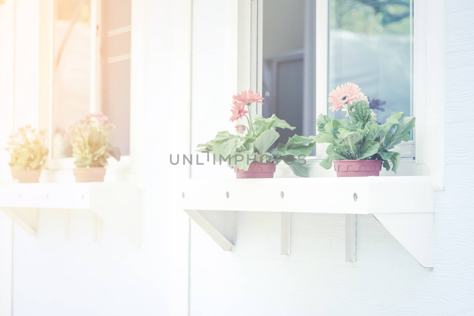 Retro color Flower by the windows outside home for background