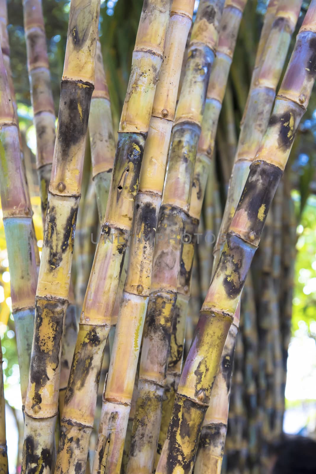 sugar cane