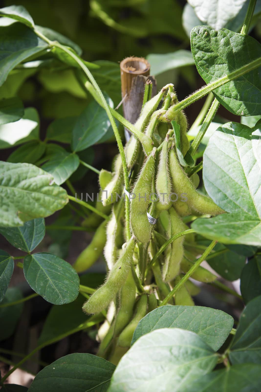 green Soy bean plants