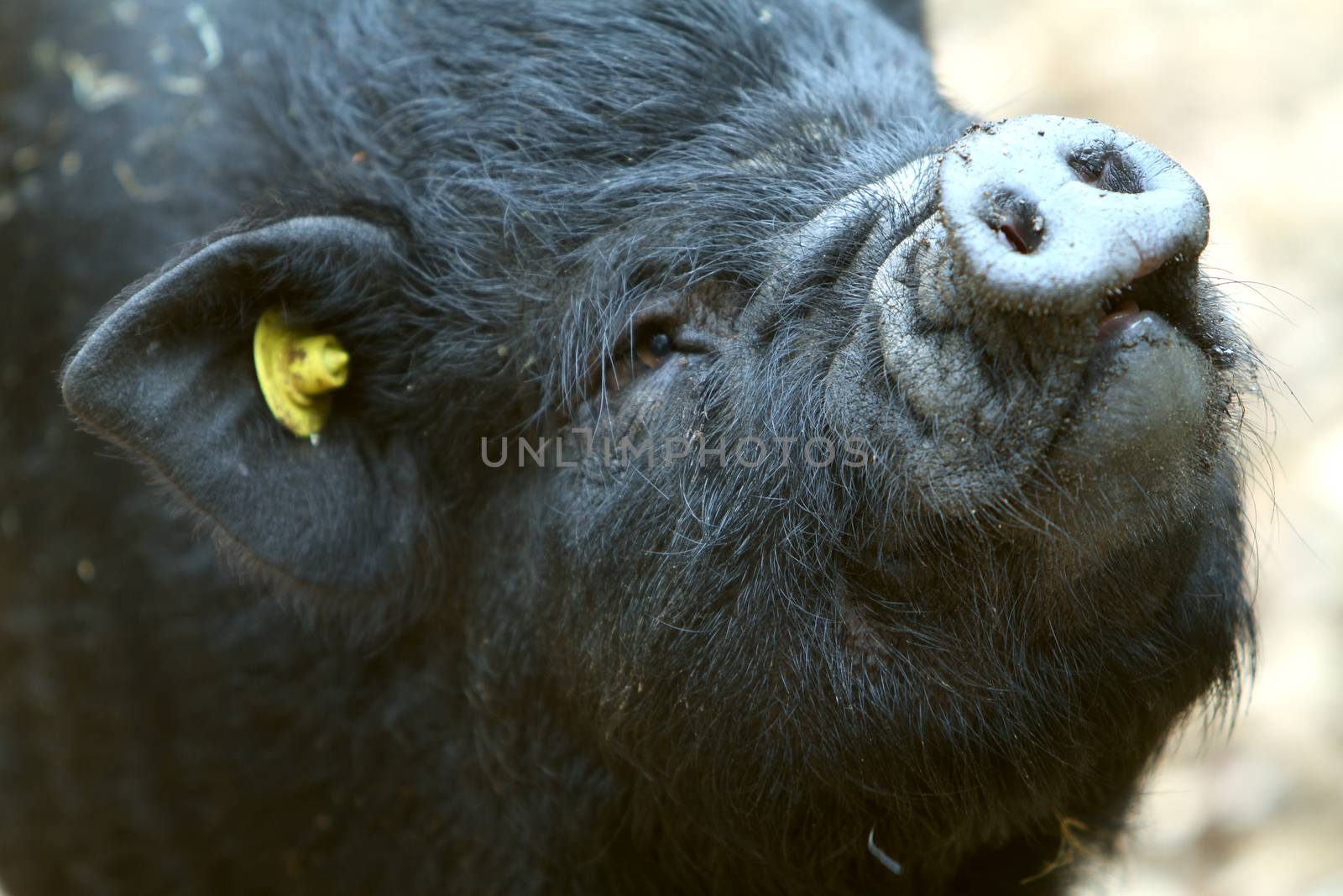 Pig with funny nose at a zoo