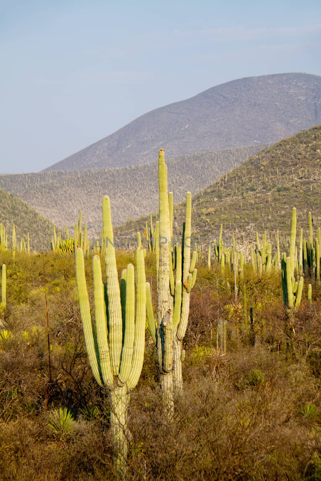 Cactus