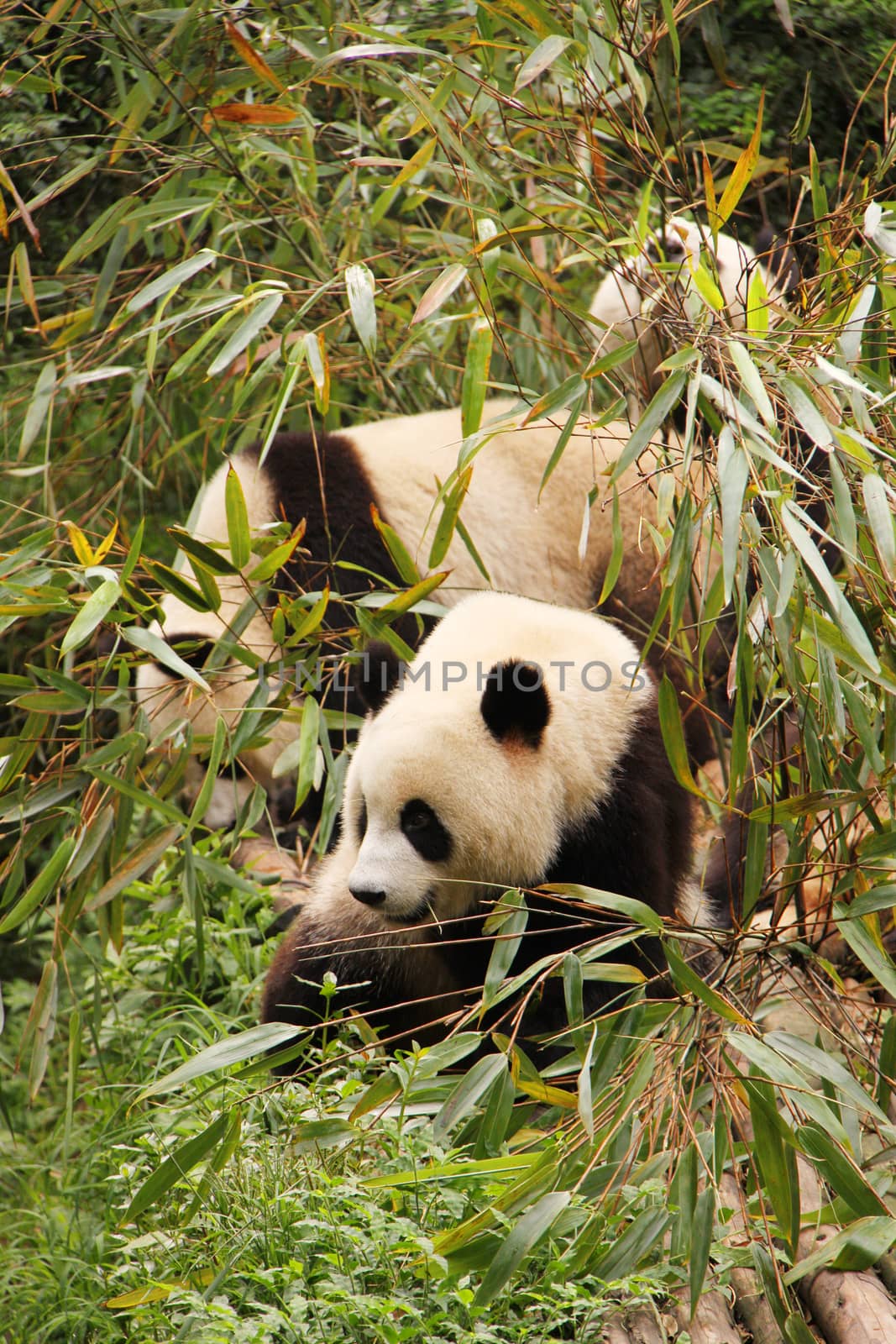 Three young pandas eating bamboo