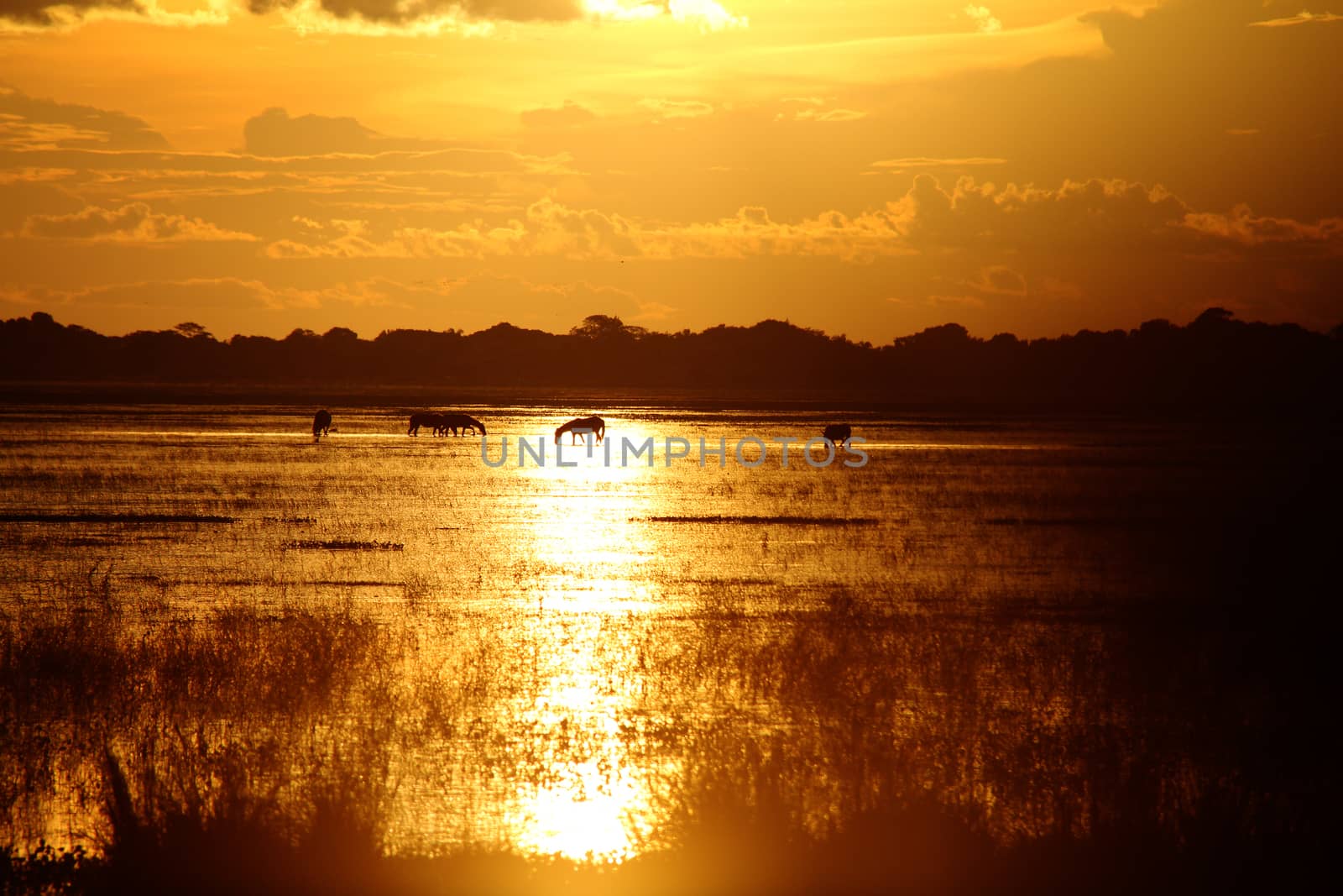 Sunset and horses in a Los Llanos tropical grassland in Venzuela