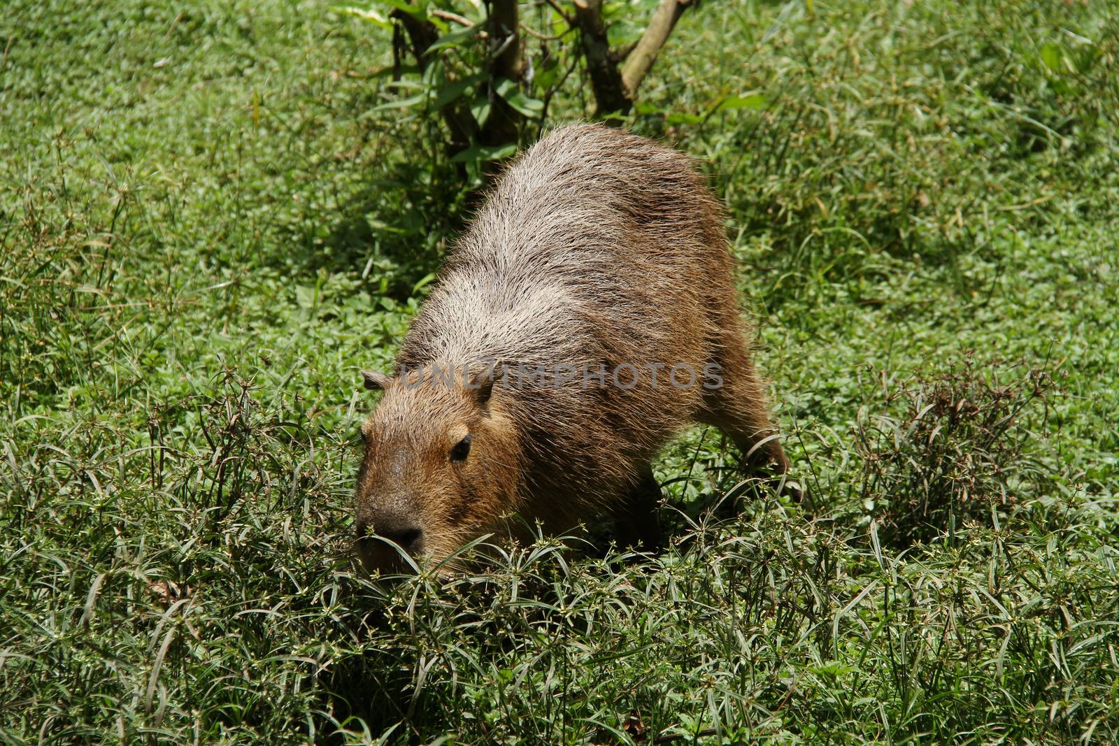 Wild capybara shot in Venezuela