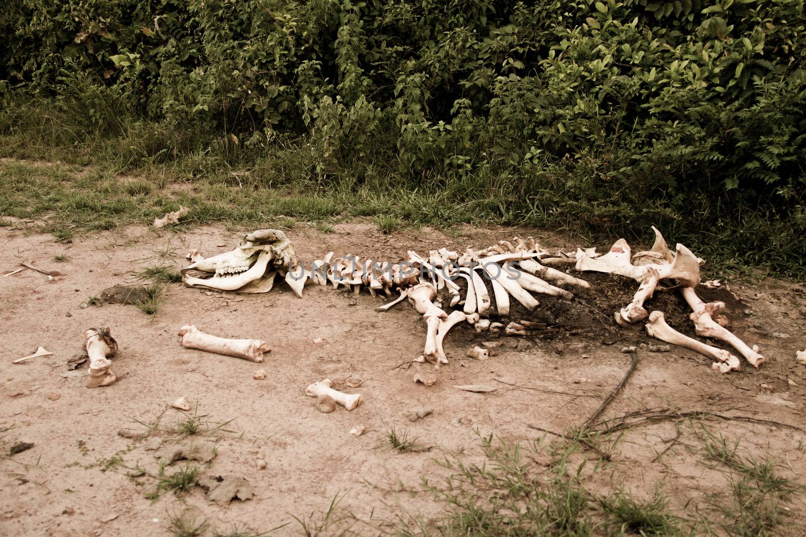 Animal bones by the road