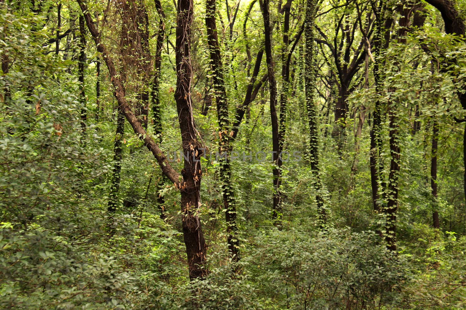 Forest background by Aarstudio