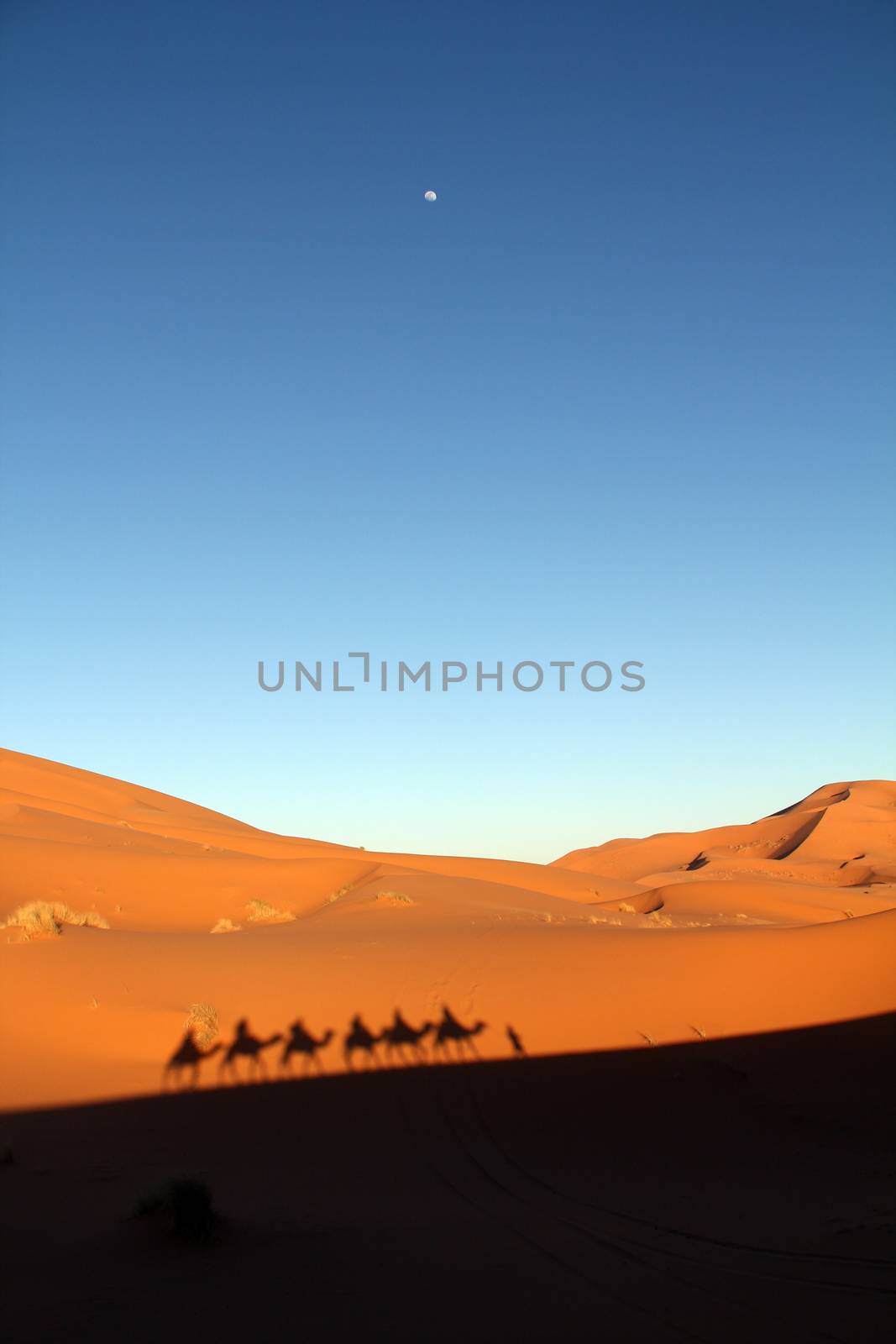 Shadows of a camel caravan on the desert sand in late afternoon with rising moon taken in Erg Chebbi in Morocco