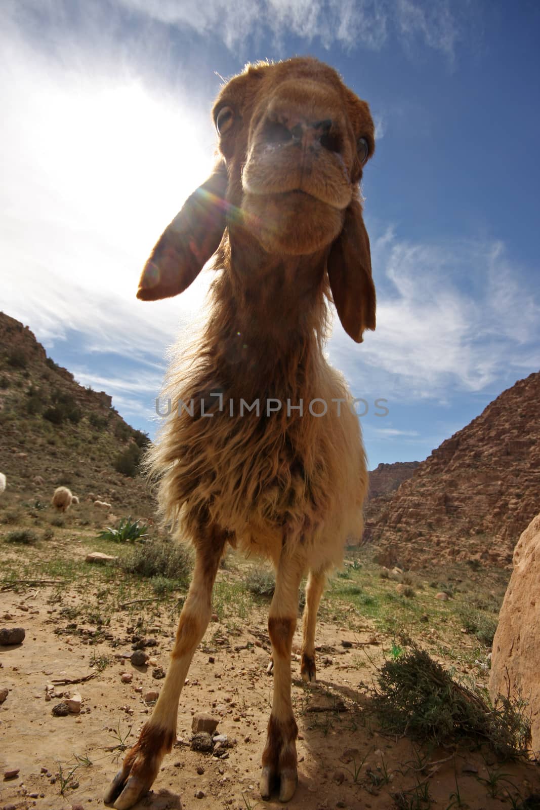 Sheep portrait from an interesting angle with flare